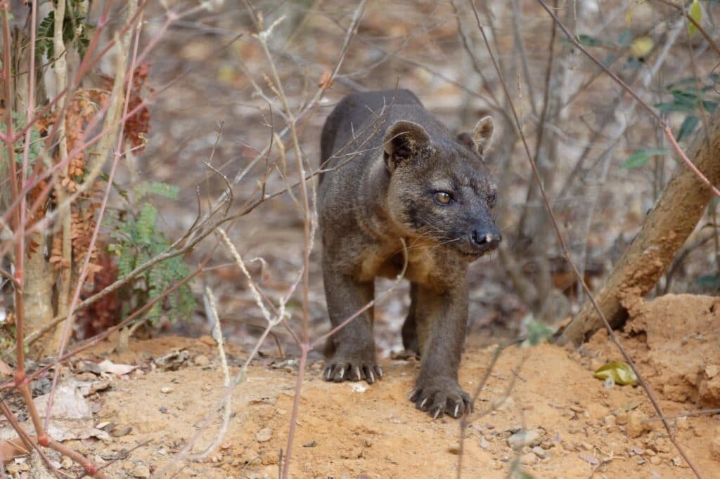 Just RIDE Environnement / La biodiversité de Madagascar : un équilibre fragile à protéger