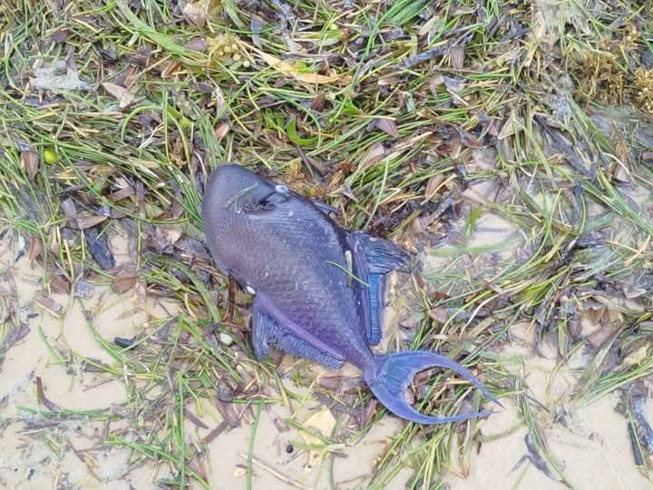 Just RIDE Environnement / Poissons morts à Ramena : toujours aucune avancée dans l’enquête