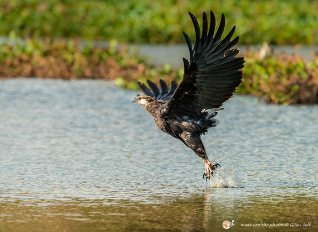 Just RIDE Environnement / L’Ankoay : L’Aigle Pêcheur de Madagascar
