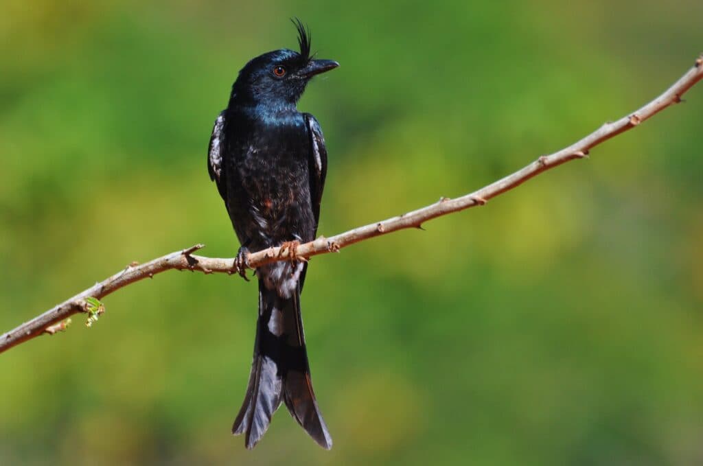 Just RIDE Environnement / Le Drongo Malgache : Majesté des cieux et gardien des légendes
