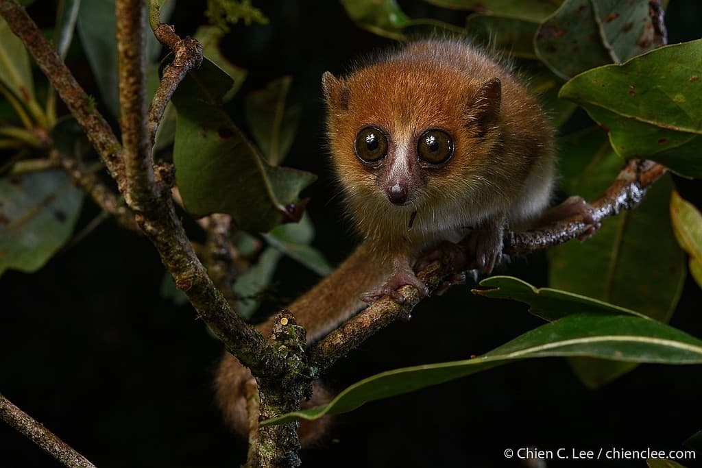 Just RIDE Environnement / Le Microcèbe roux (Microcebus rufus) : un trésor menacé par l’humain à Madagascar.