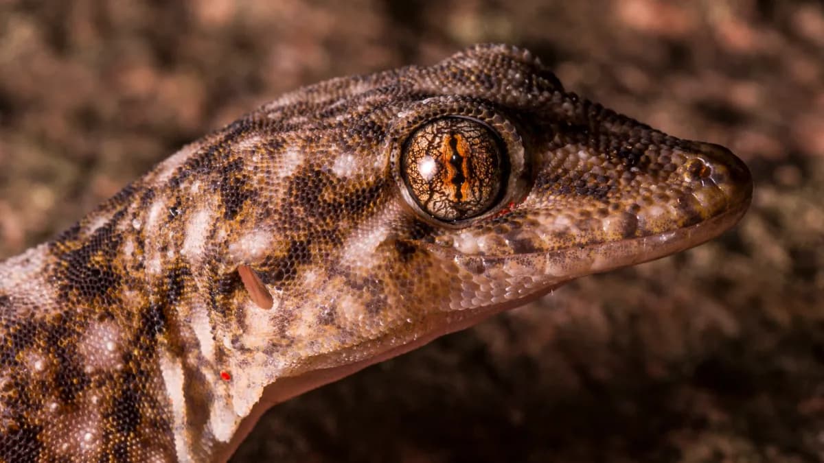 Just Ride Environnement/ Une nouvelle espèce de gecko découverte dans le massif de l’Andringitra