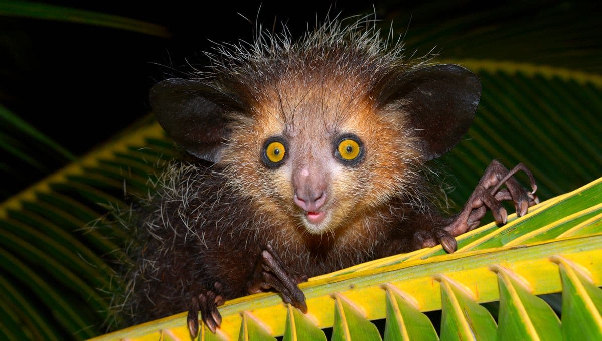 Just Ride Evènement / Journée mondiale du Lémurien : un symbole de fierté et de développement pour Madagascar