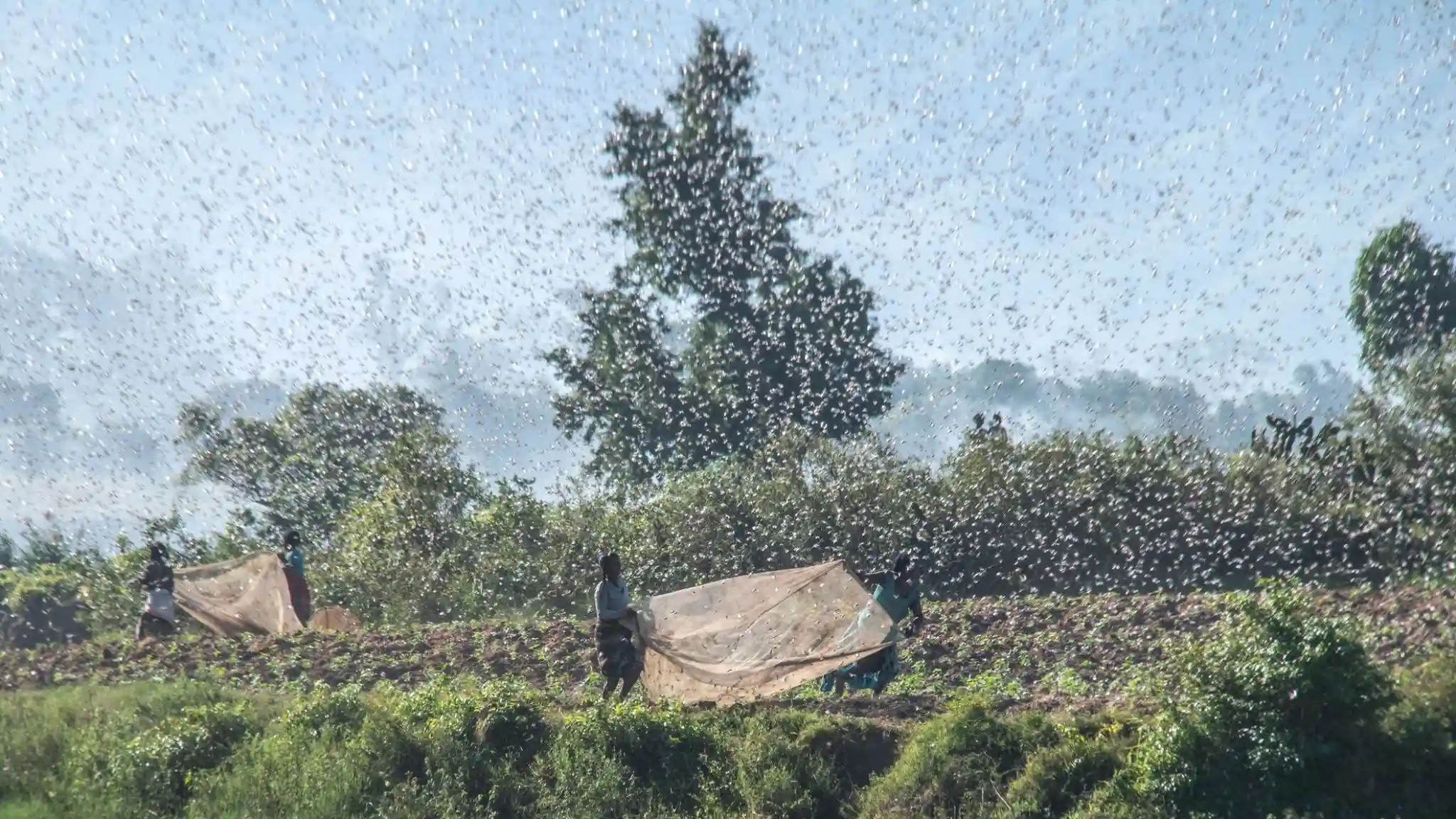 Just Ride actus/ Agriculture et Elevage : campagne antiacridienne et soutien au Bas Mangoky