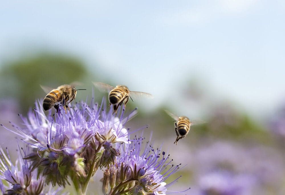 Journée Mondiale dédiées aux abeilles / Plein Phare sur les Reines de la Route