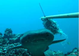 Just Ride Environnement / Biodiversité : Une espèce « perdue » de requin redécouverte au large de Madagascar