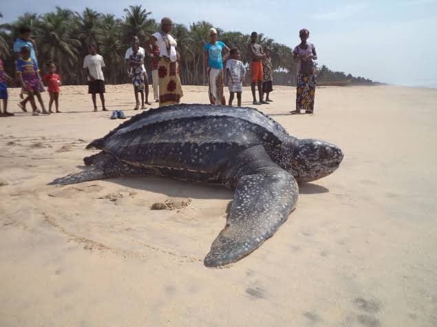Just Ride Biodiversité / La tortue marine en déclin : Quand l’océan perd ses plus vieux voyageurs