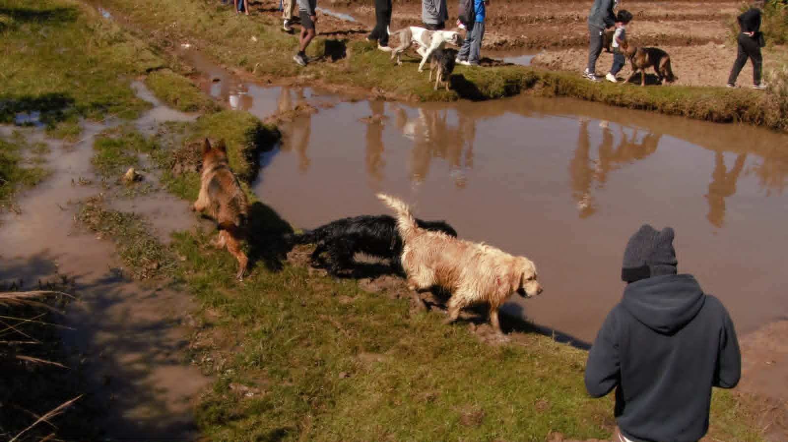 Just Ride évènement / « Apprendre le chien » : Le pari réussi du Randon’orana