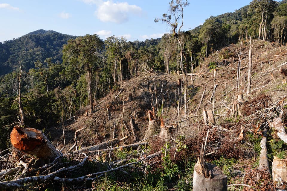 Just Ride analyse-actus / COMATSA : Peut-on réellement restaurer une forêt malgache en seulement quatre ans ?