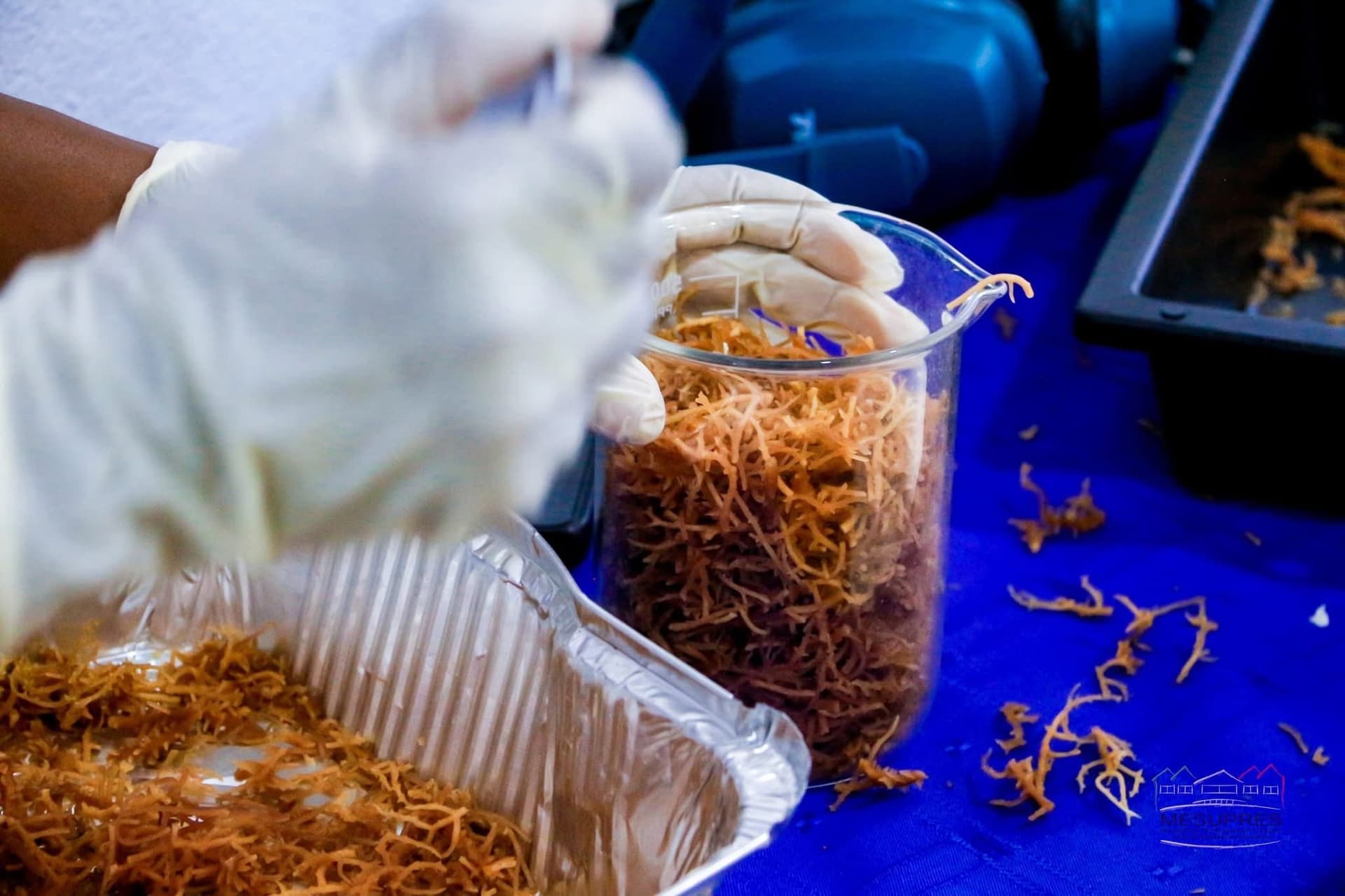 Just Ride actualité / Madagascar inaugure son tout premier laboratoire de biologie moléculaire marine à Toliara : une avancée majeure pour la recherche et la préservation de la biodiversité