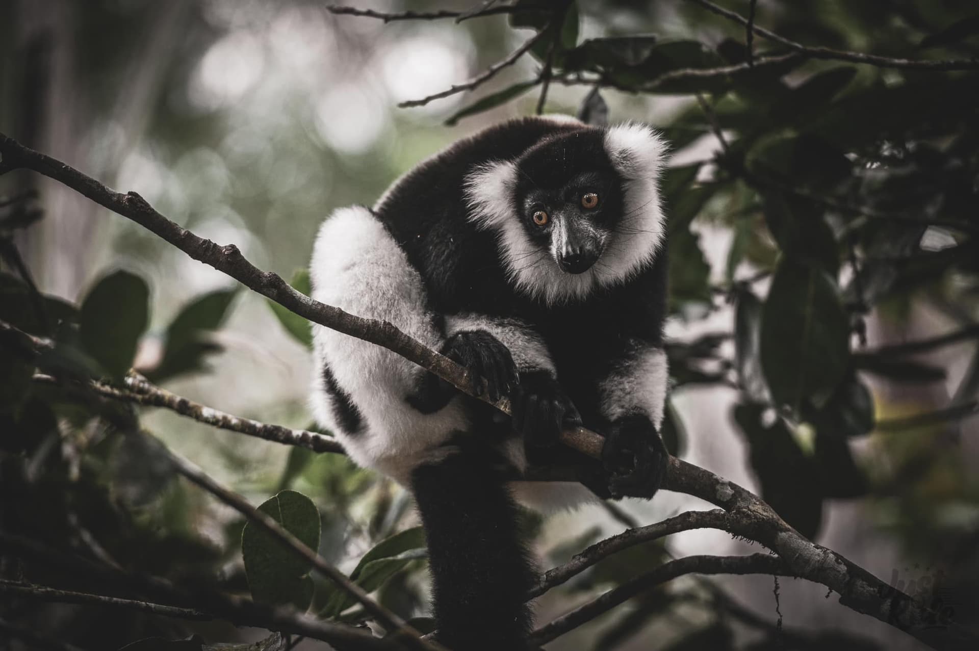 Just Ride Environnement / Préserver la biodiversité, c’est protéger notre avenir commun : un regard sur Madagascar, joyau de la nature mondiale