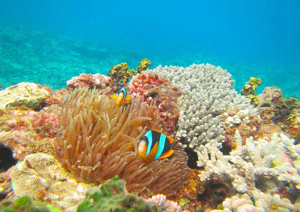 Just Ride Actualité / Engagement en faveur des océans : Madagascar honoré par les Nations Unies