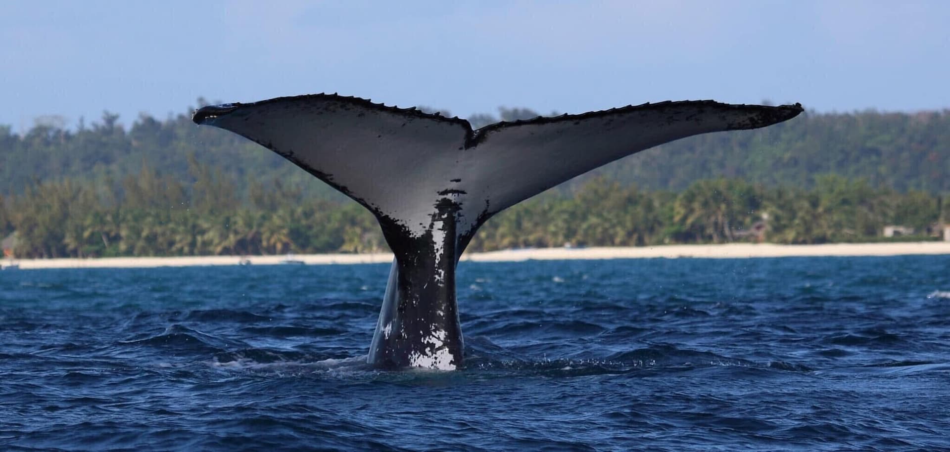 Just Ride Road Trip / À la rencontre des géantes de l’océan : à moto sur les traces des baleines à bosse à Madagascar