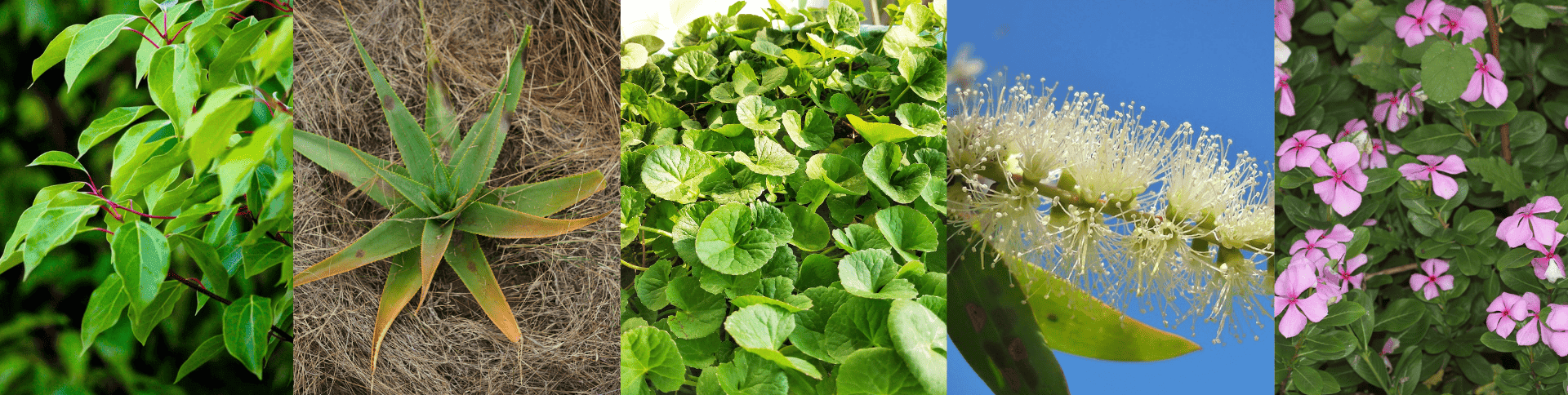 Just Ride Environnement / À moto, sur la route des plantes médicinales