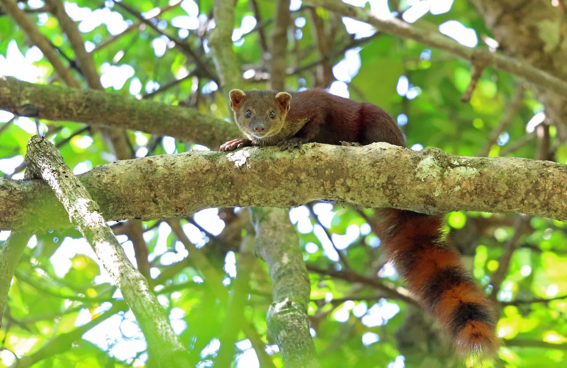 Just Ride Biodiversité/ Découverte d’un animal endémique : la mangouste à queue annelée, rusée habitante des forêts malgaches