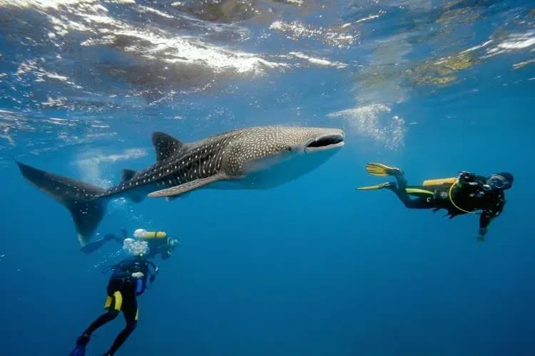Just Ride Road Trip/ Nosy Be : cap sur la haute saison des requins-baleines