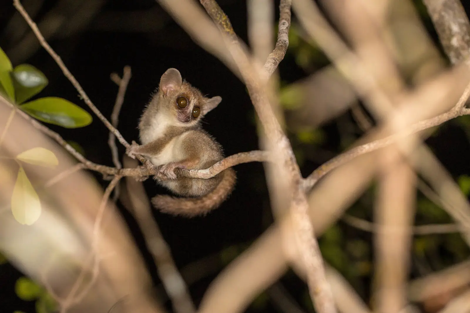 Just Ride Environnement / Microcebus – Les 24 plus petits lémuriens du monde, tous menacés d’extinction