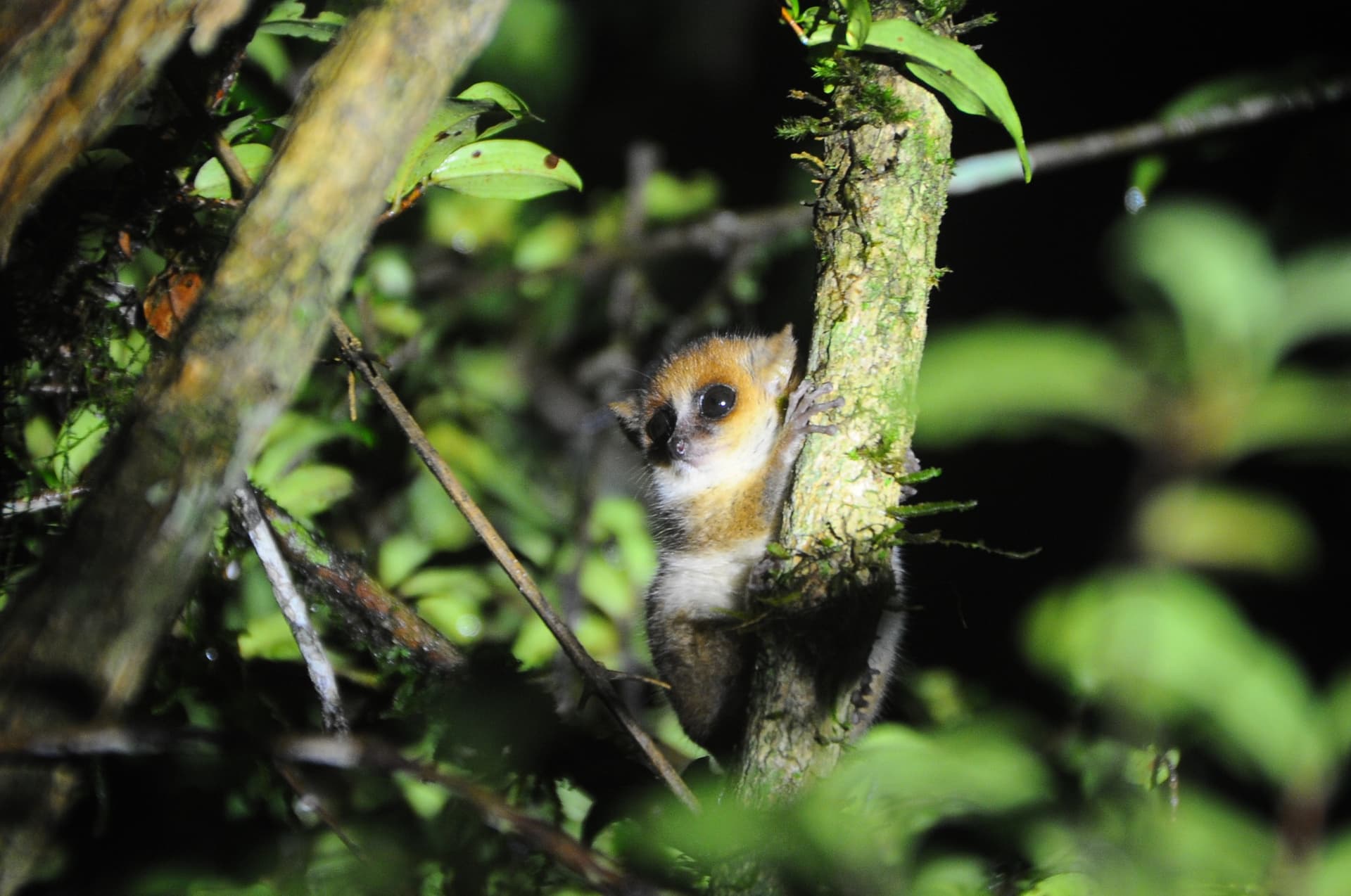 Just Ride Evènement / Madagascar, terre des lémuriens et des héros de la conservation