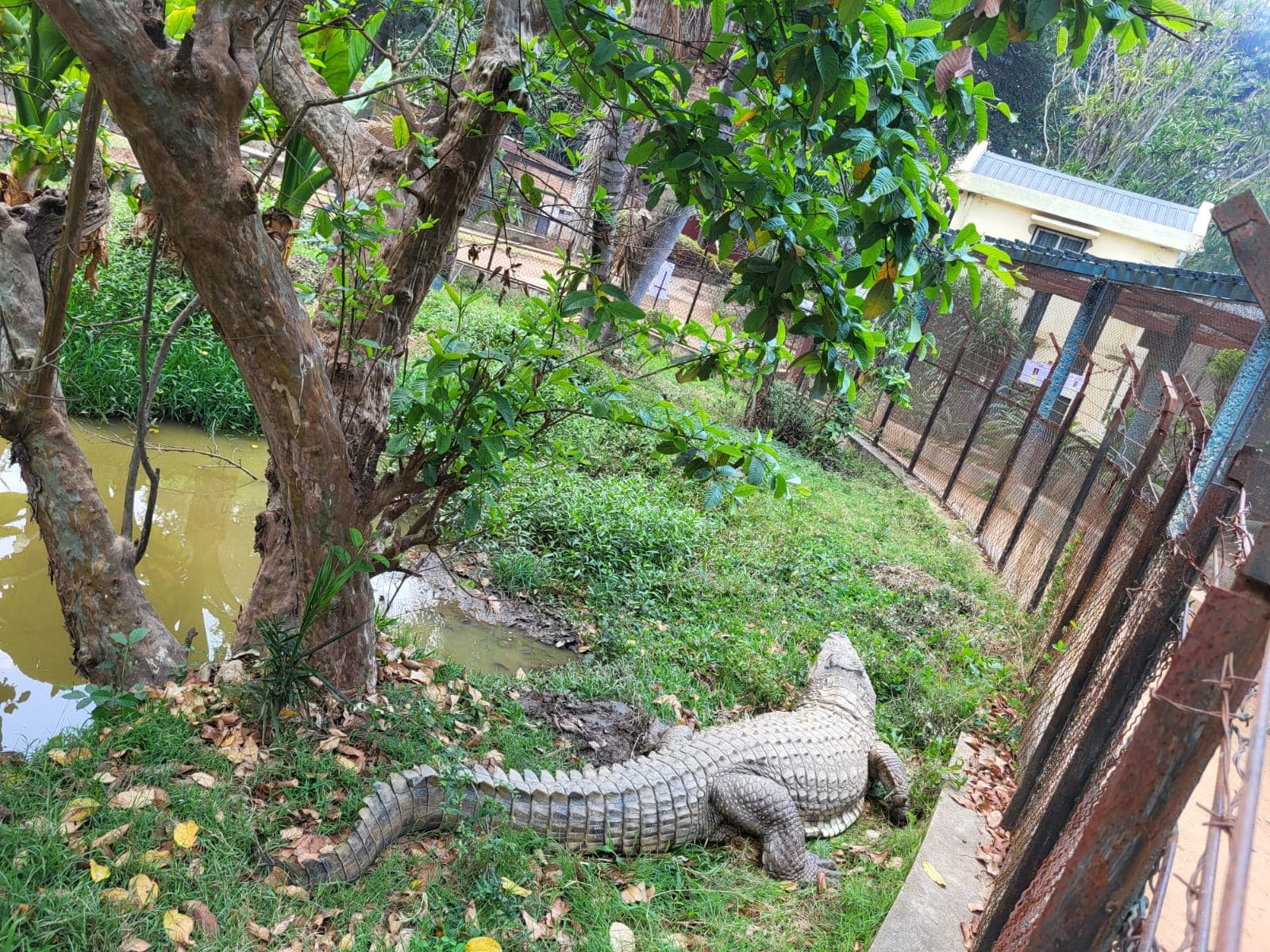 Just Ride Environnement / Tsimbazaza : un centenaire sous le signe de la renaissance