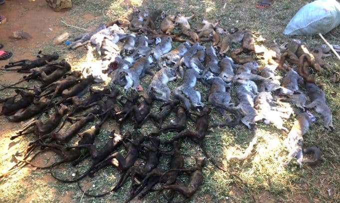 Just Ride Environnement / Viande de lémurien : un crime humain contre la biodiversité malgache