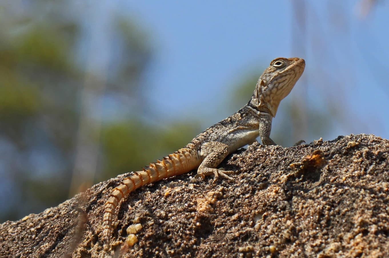 Just Ride Biodiversité / L'Oplure de Cuvier ou Androngo vato (Oplurus cuvieri)