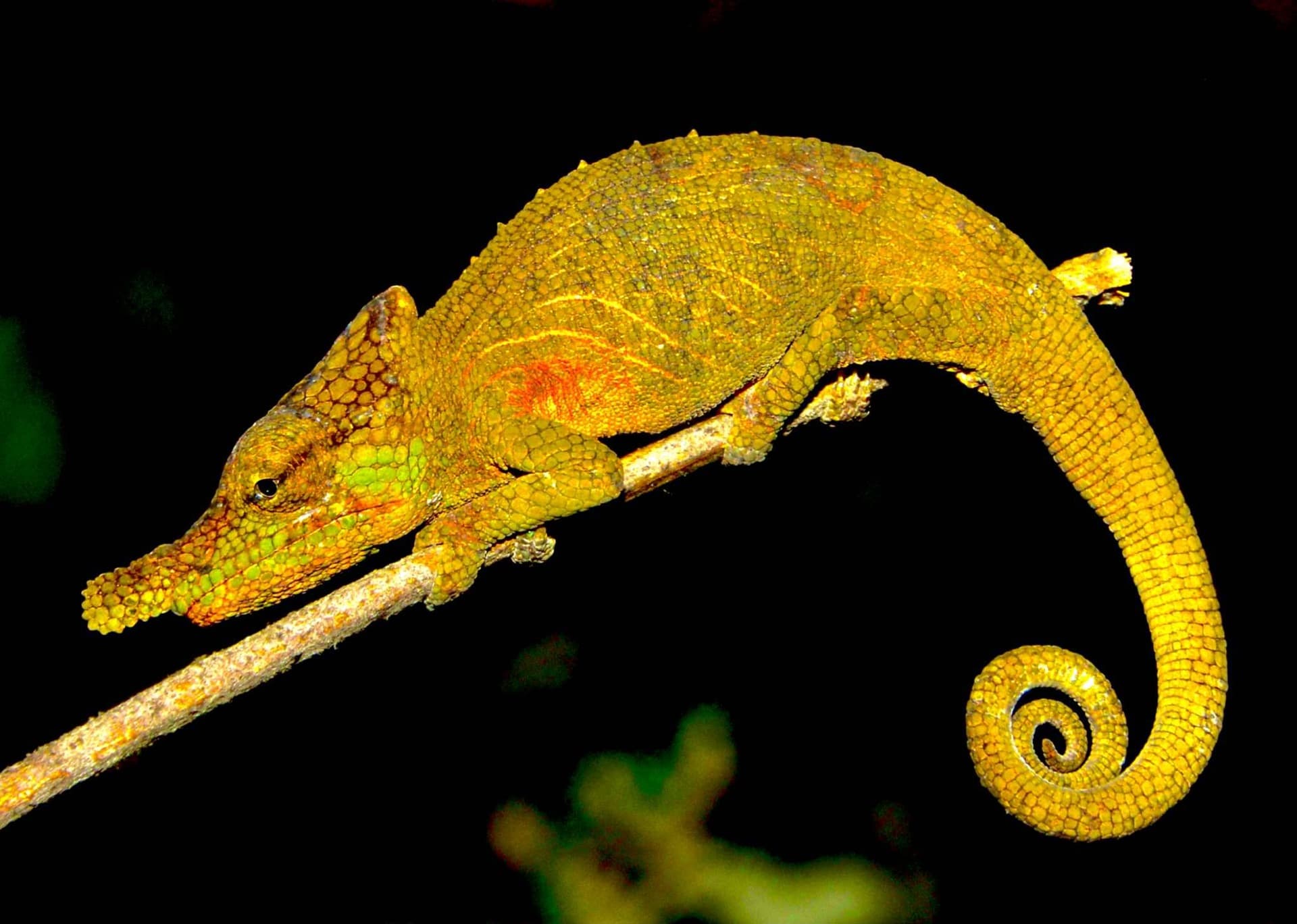 Just Ride Biodiversité / Madagascar : une nouvelle espèce de caméléon découverte dans le massif de Sorata
