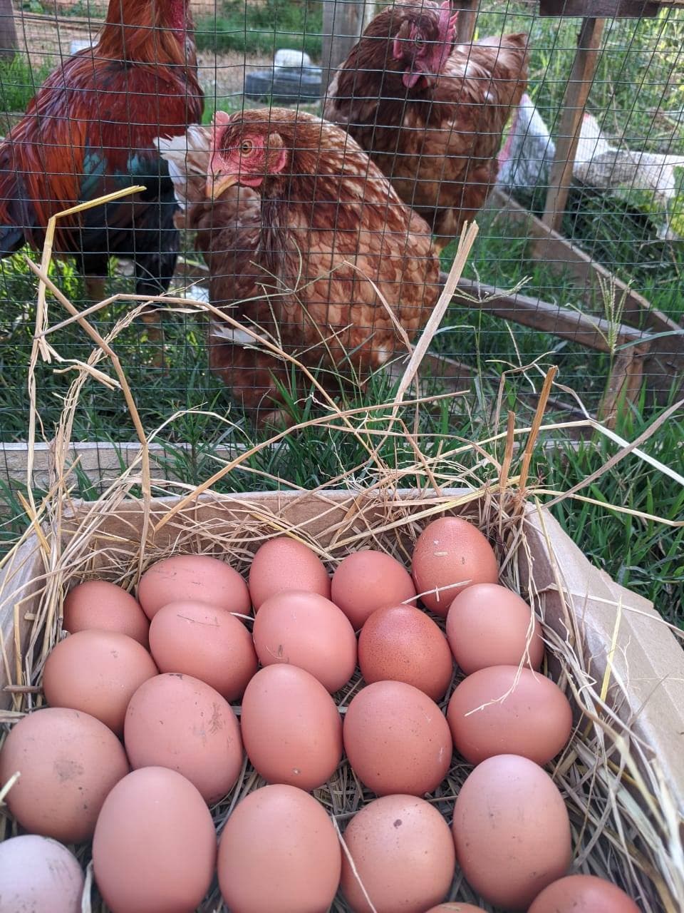 Just Ride découverte/ Road trip sur la RN4 : Lembàna Farm, une vitrine des produits locaux malgaches