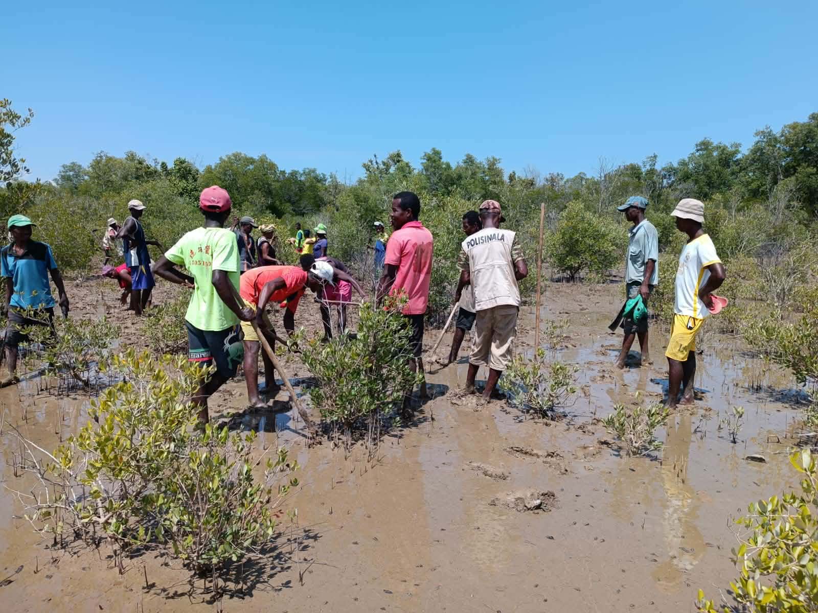 Just Ride Environnement / Angodorofo : la restauration des mangroves relance la pêche et protège le littoral