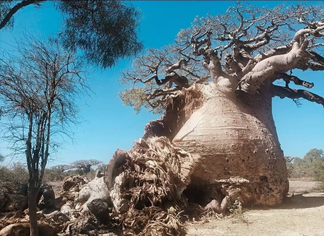 L'Adieu au Géant : Le Baobab Tsitakakantsa, Pilier Millénaire de Madagascar, se Meurt